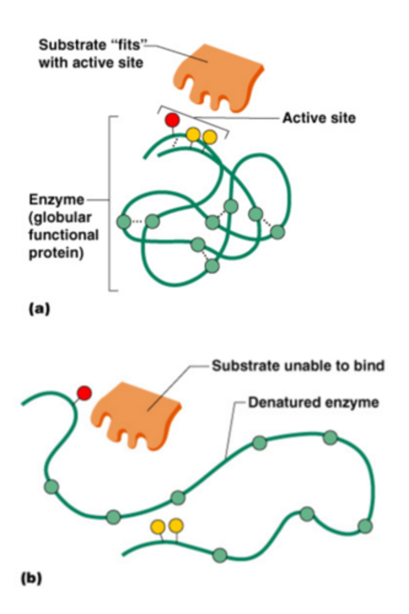 <p>A change in the shape of a protein (such as an enzyme) that stops the protein from functioning. Can be caused by changes in conditions like temperature or pH</p>
