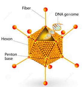 <p><span>medium sized with an icosahedral nucleocapsid containing double-stranded DNA.</span></p>