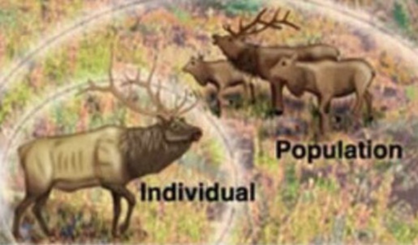 <p>A group of individuals that belong to the same species and live in the same area.</p>
