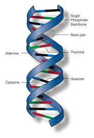 <p>Each DNA molecule consists of two strands that wrap around each other to form a long, twisted ladder</p>