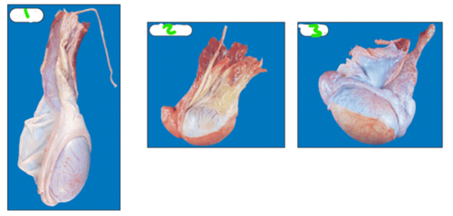 <p>Which testes belong to which species</p>