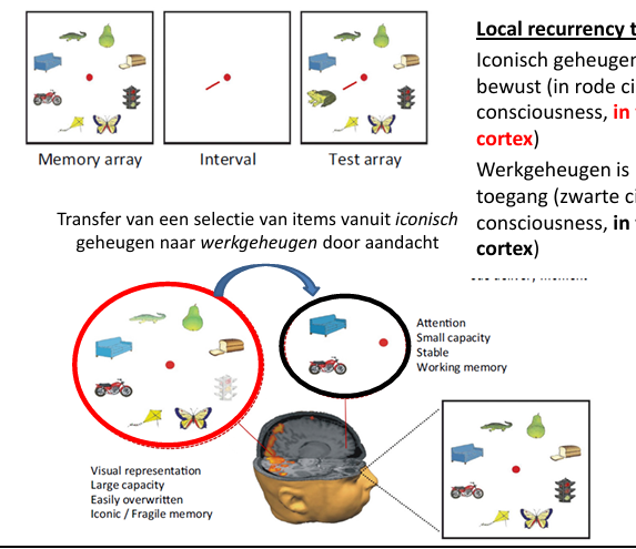 <p>in visuele cortex, bijna alle info aanwezig, heel snel overschreven door nieuwe info == iconich geheugen</p><p></p><p>dmv aandacht&nbsp;</p><p></p><p>selectie items naar werekgeheugen transformeren</p><ul><li><p>heel stabiel, afh van aandacht maarr heel klein</p></li></ul><p></p><p></p><p></p><p>Local recurrency theory:</p><p>Iconisch geheugen is al bewust (in rode circle, P consciousness, in visuele cortex) fenominal consciousness in sensorische cortex</p><p>Werkgeheugenis bewuste toegang (zwarte cirkel, A consciousness, in frontale cortex)</p>