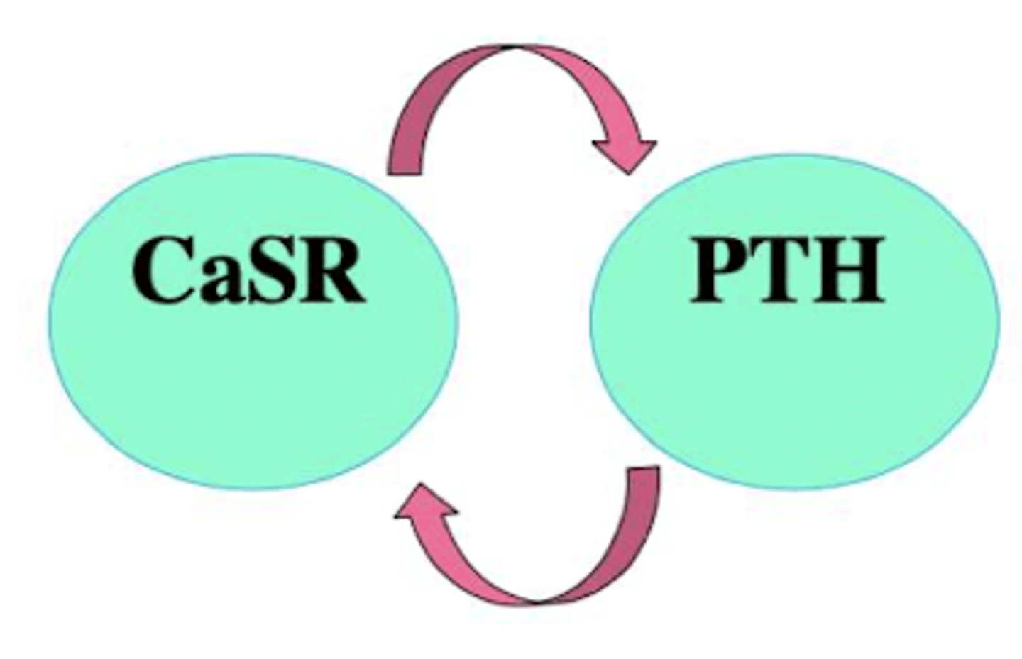 <p>paratiroides</p><p>el receptor CaSR detecta los niveles de Ca. </p><p>cuando está ↓ → liberación de hormona paratiroidea (PTH)</p>