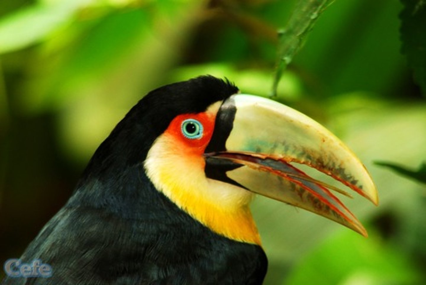 <p>toucan</p>