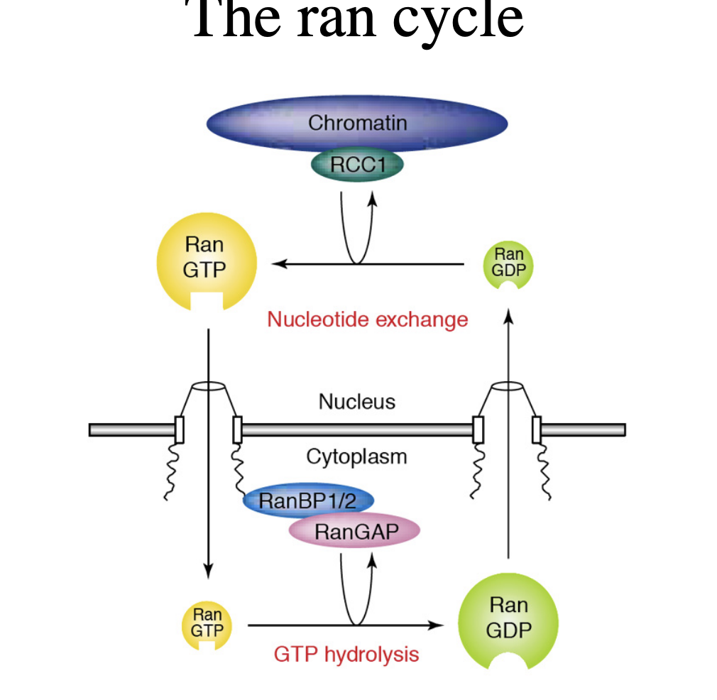 <ol><li><p>Ran GDP→ cytosolic</p><ul><li><p>required for cargo binding to importins in the cytosol</p></li></ul></li><li><p>Ran GTP→ nuclear</p><ul><li><p>promotes cargo dissociation from importins in the nucleus</p></li><li><p>conversely, ran GTP is involved in <strong>cargo binding</strong> to exportins in the nucleus</p></li></ul></li></ol><p><strong>Asymmetric distribution </strong></p><p><em>how to remember→ C is before N in the alphabet and D is before T in the alpha bet→ therefore cytosol has more Ran GDP</em></p>