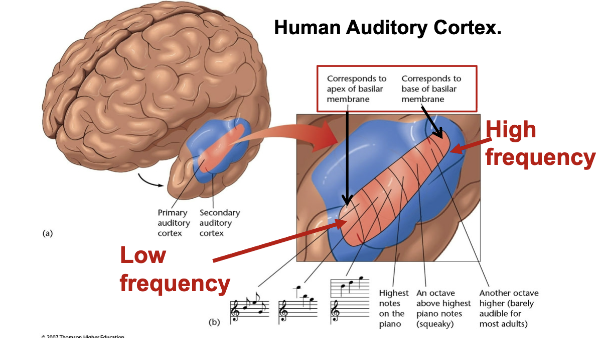 <ul><li><p>this cortex just like the cochlear map in our ears has a map telling it what frequencies are occurring</p><ul><li><p><span style="background-color: transparent;"><strong>Only sense where you have a neural map</strong></span></p></li></ul></li><li><p>neurons, responding to particular frequencies, are arranged in a gradient, with cells responding to decreased frequency tones at one end and cells responding to increased frequency tones at the other end of auditory cortex</p></li></ul><p></p>