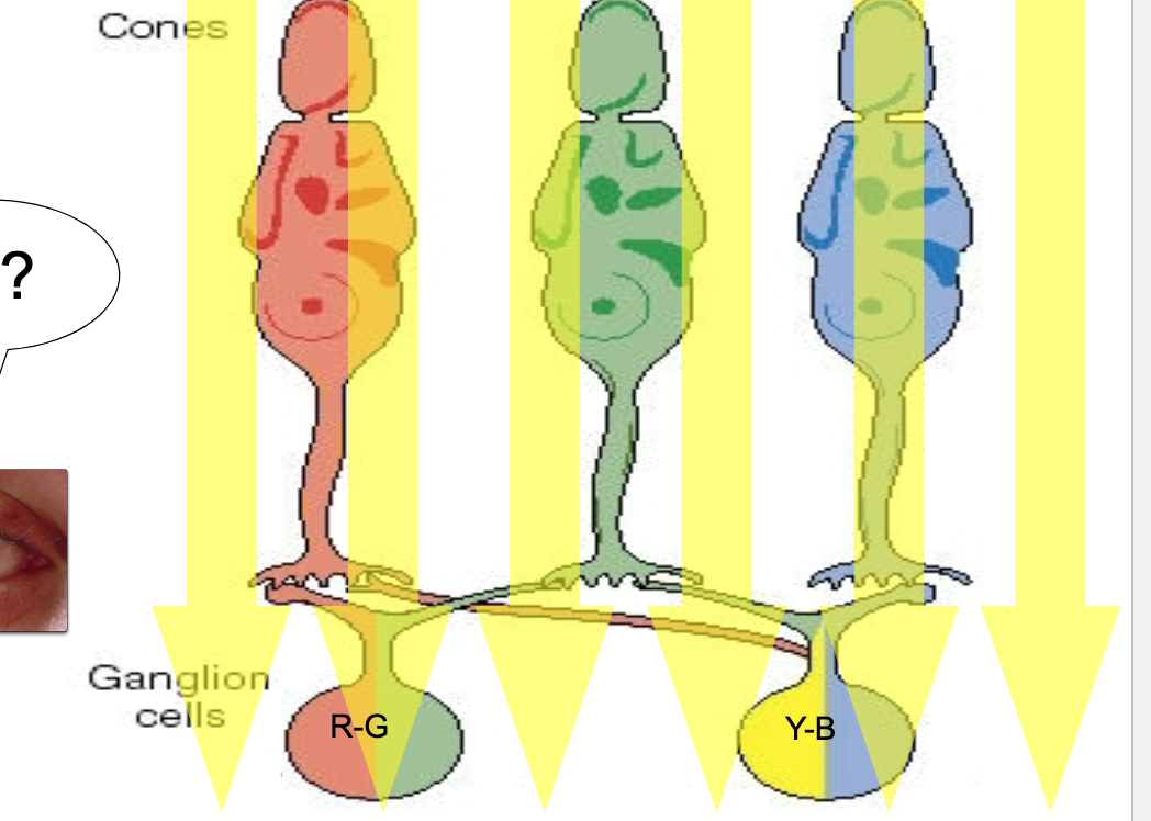 <p>3 types of cones for red green and blue </p><p>retina responds in terms of paired colors </p><ul><li><p><span>Red light- activates red cone-&gt;excites red/green ganglion cell-&gt; interprets as red&nbsp;</span></p></li><li><p><span>Green light-&nbsp; activates green cone-&gt;inhibits red/green ganglion cell -&gt; interprets as green</span></p></li><li><p><span>Blue light-&nbsp; activates blue cone-&gt; inhibits yellow/blue ganglion cell -&gt; interprets as blue&nbsp;</span></p></li><li><p><span>Yellow light- activates red and green cones -&gt; red/green ganglion cell signals cancel each other out, yellow/blue ganglion cell excited -&gt; interprets as yellow&nbsp;</span></p></li><li><p></p></li></ul>