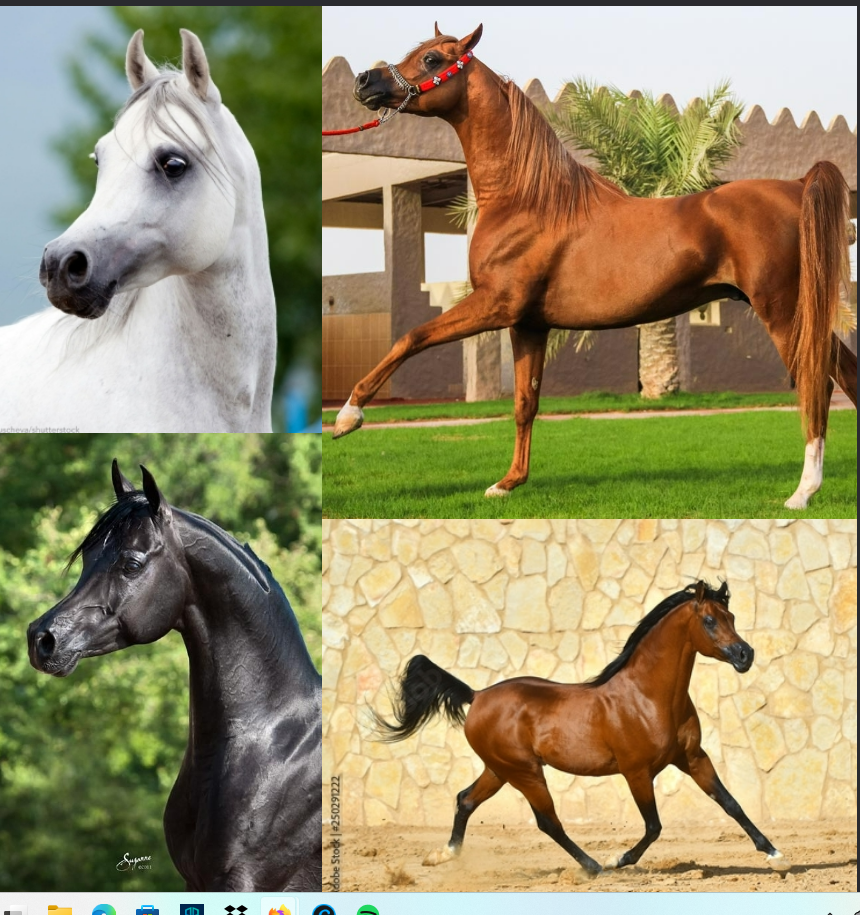 <ul><li><p>breed</p></li><li><p>Dish faced, fine bone structure, high tail</p><p>carriage.</p><p>• Relatively small 15 hands average</p></li></ul><p></p>