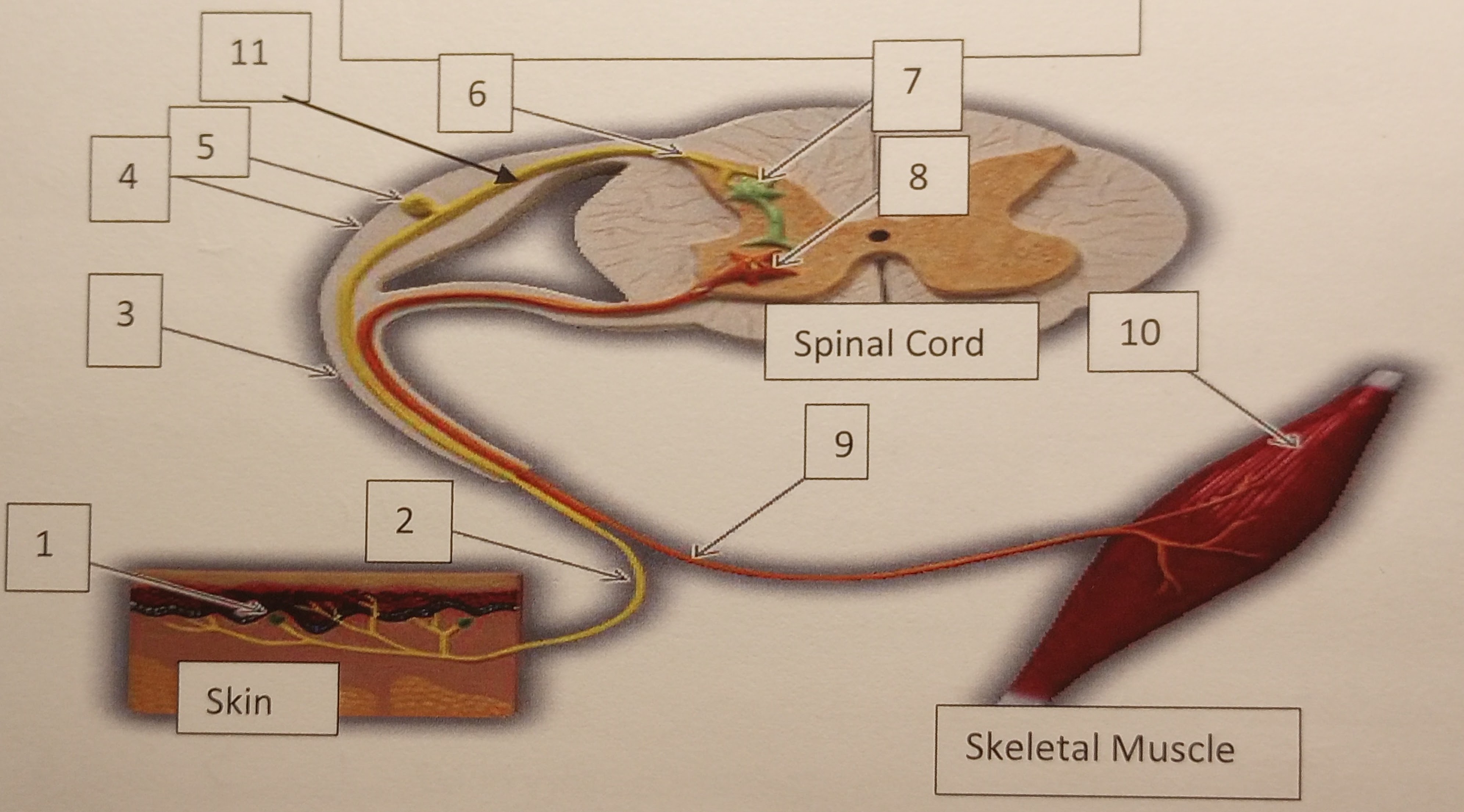 Identify the number 6 in the illustration 