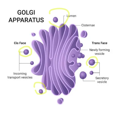 <p>Saclike structures that are made by the Golgi Apparatus. Stores and delivers nutrients and proteins, transports nutrients and proteins out of cell. </p>