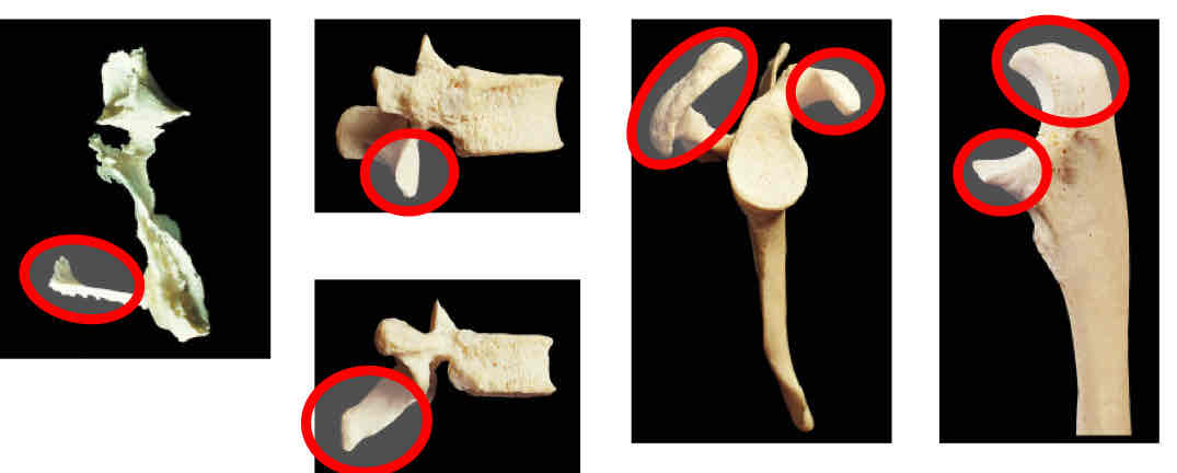 <p>Identify this </p>