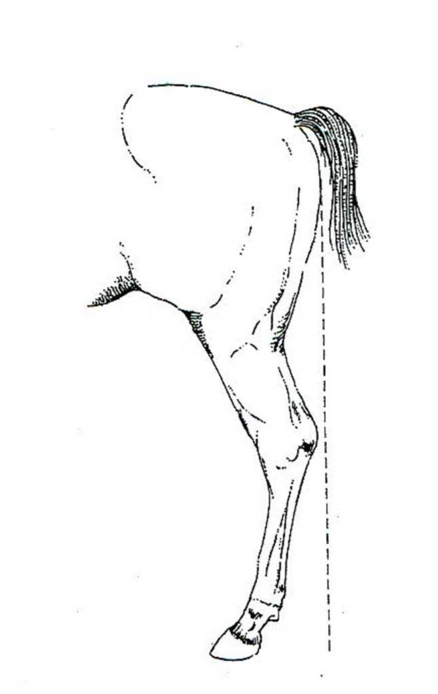 <p>Sickle hocked </p>