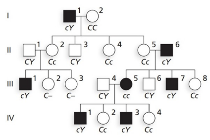 x-linked recessive: explain how you know with certainty that II-4 is a heterozygous carrier of the recessive c allele