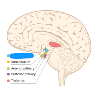 <p><span style="background-color: transparent;"><span>The region at the base of the brain responsible for maintaining homeostasis</span></span></p>