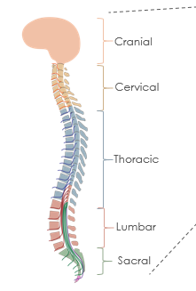 <ul><li><p>Cranial → head</p></li><li><p>Cervical → collarbone, neck and arms/fingers </p></li><li><p>Thoracic → mid section, underarm </p></li><li><p>Lumbar → hips down&nbsp;</p></li><li><p>Sacral → tailbone/groin + outside of the foot</p></li></ul><p></p>