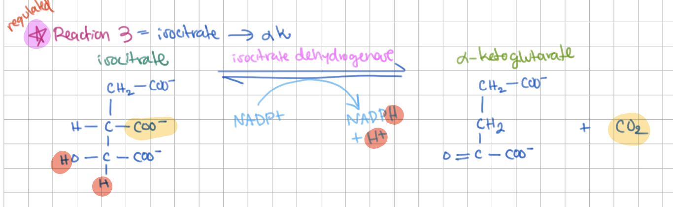 <p><strong>Step 3</strong>: <strong>Isocitrate</strong> → <span style="background-color: transparent;"><strong><span>ɑ-Ketoglutarate</span></strong></span> (E = <strong>Isocitrate Dehydrogenase</strong>)</p><ul><li><p>oxidative decarboxylation (+CO<sub>2</sub>, +NADPH/H+)</p></li><li><p>-<span style="background-color: transparent;"><span>ΔG (regulated)</span></span></p></li></ul><p></p>