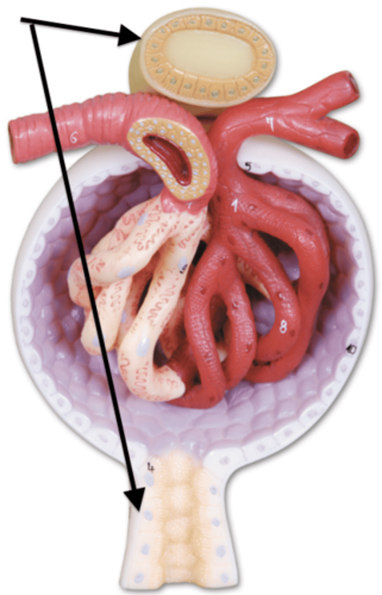 <p>-the part of the nephron where blood components are reabsorbed into the bloodstream</p><p>-where salts, water, glucose, and amino acids are reabsorbed</p>