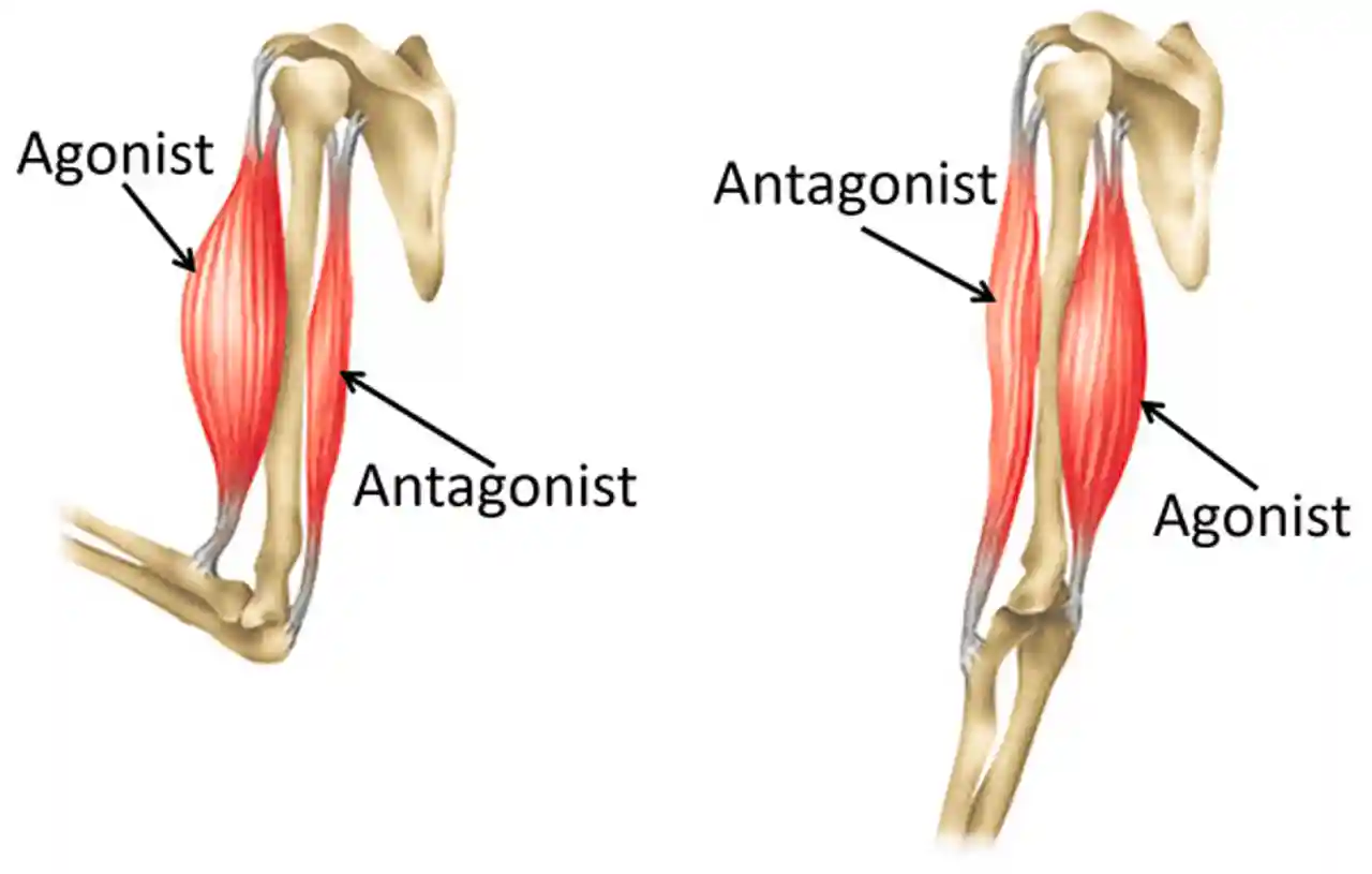 <p>What is the agonist muscle?</p>