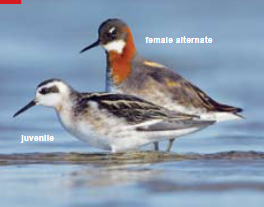 <p><span><span>Phalaropus lobatus </span></span></p>