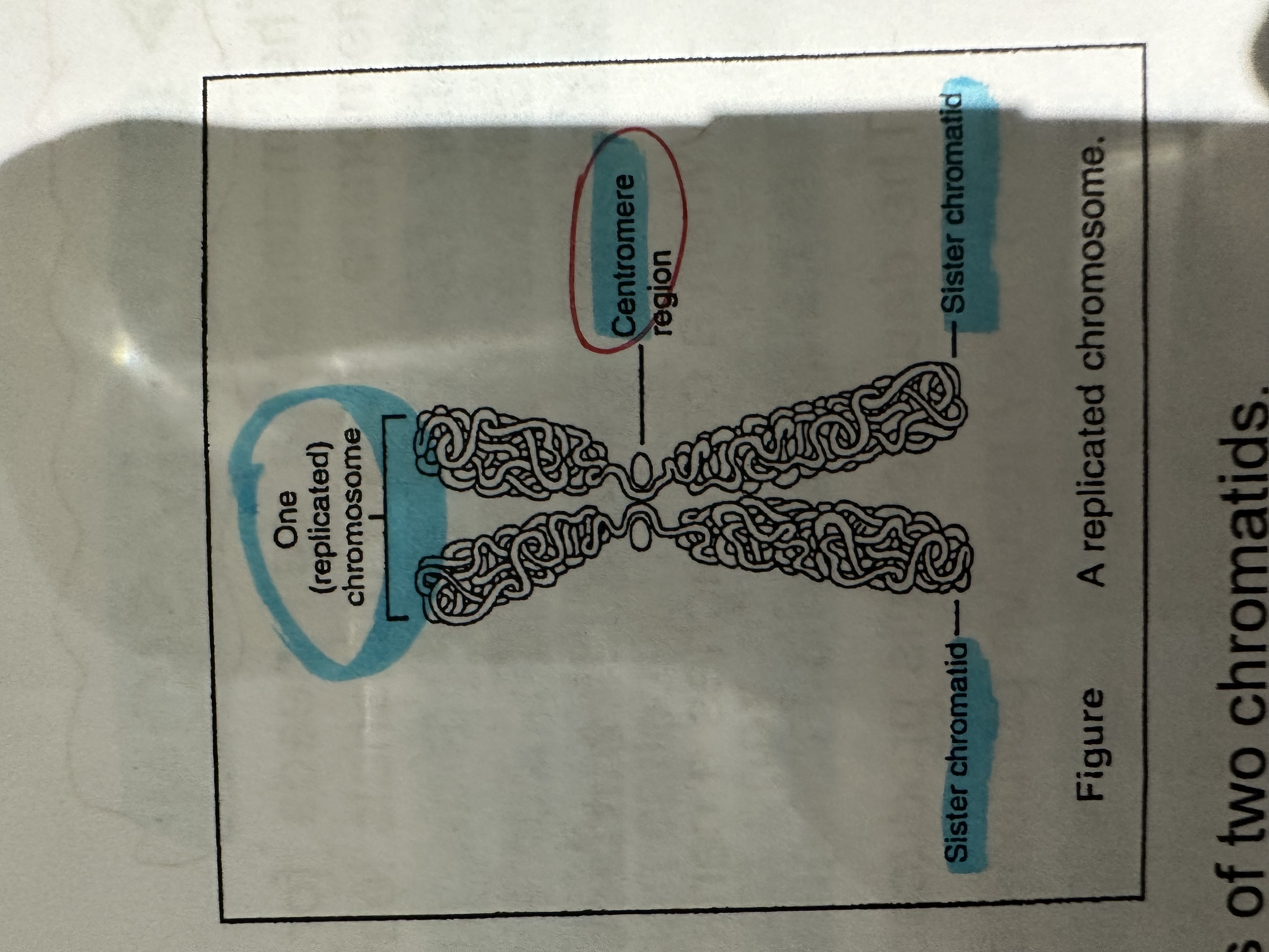 <p>Contain two SISTER CHROMATIDS that are identical attached at an area called the CENTROMERE.</p>