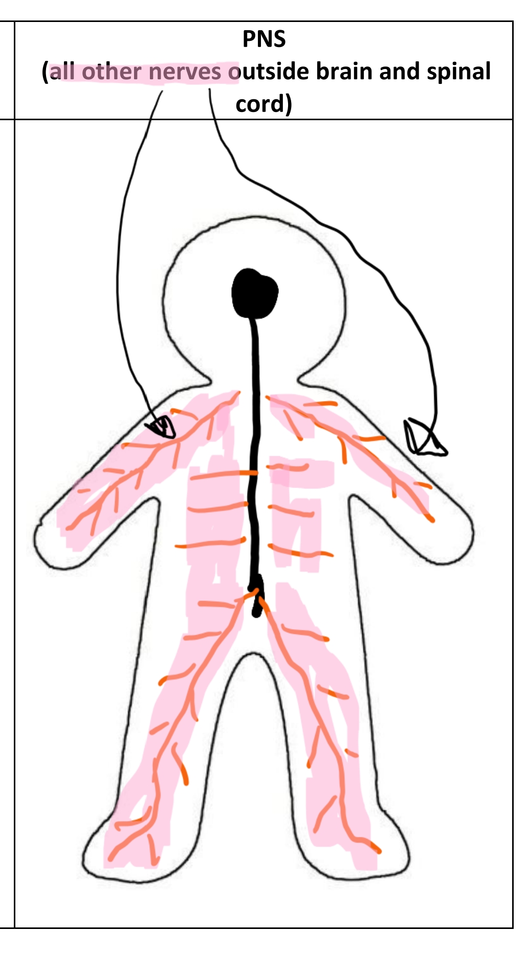 <p>All other nerves in the body. They feed into the CNS.</p>