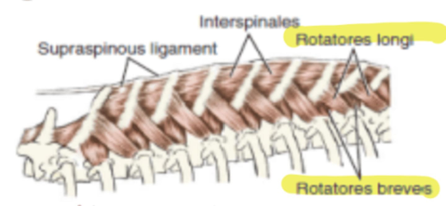 <p><span class="bgP">innervate :</span> thoracic spinal nerves</p><p><span class="bgP">function</span> :fixation and lateral flexion </p><p><span class="bgP">where</span> :thoracic vertebrae </p>