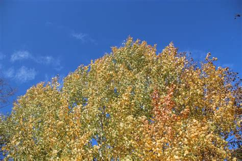 <p><span data-name="leaves" data-type="emoji">🍃</span> <strong>Word:</strong> <em>die Blätter</em> is a <strong>plural noun</strong> meaning <strong>“the leaves”</strong> (from trees or plants). The singular form is <em>das Blatt</em> (the leaf), and <em>die Blätter</em> means more than one.</p><p><span data-name="high_volume" data-type="emoji">🔊</span> <strong>Pronunciation:</strong> <em>[dee BLEH-ter]</em> — “Blät” sounds like “bleh,” and “ter” like “tear” (with a light rolled ‘r’).</p><p><span data-name="brain" data-type="emoji">🧠</span> <strong>Memory Trick:</strong> Think of <strong>“Blätter”</strong> like <strong>“flutter.”</strong> Leaves flutter down from the trees in autumn — <em>die Blätter</em> flutter to the ground <span data-name="fallen_leaf" data-type="emoji">🍂</span>.</p><p><span data-name="receipt" data-type="emoji">🧾</span> <strong>In Context:</strong></p><ol><li><p><em>„Der Herbstwind bewegt die bunten Blätter.“</em> — “The autumn wind moves the colorful leaves.”</p></li><li><p><em>„Die Blätter fallen leise auf den Boden.“</em> — “The leaves fall quietly to the ground.”</p></li></ol><p></p>