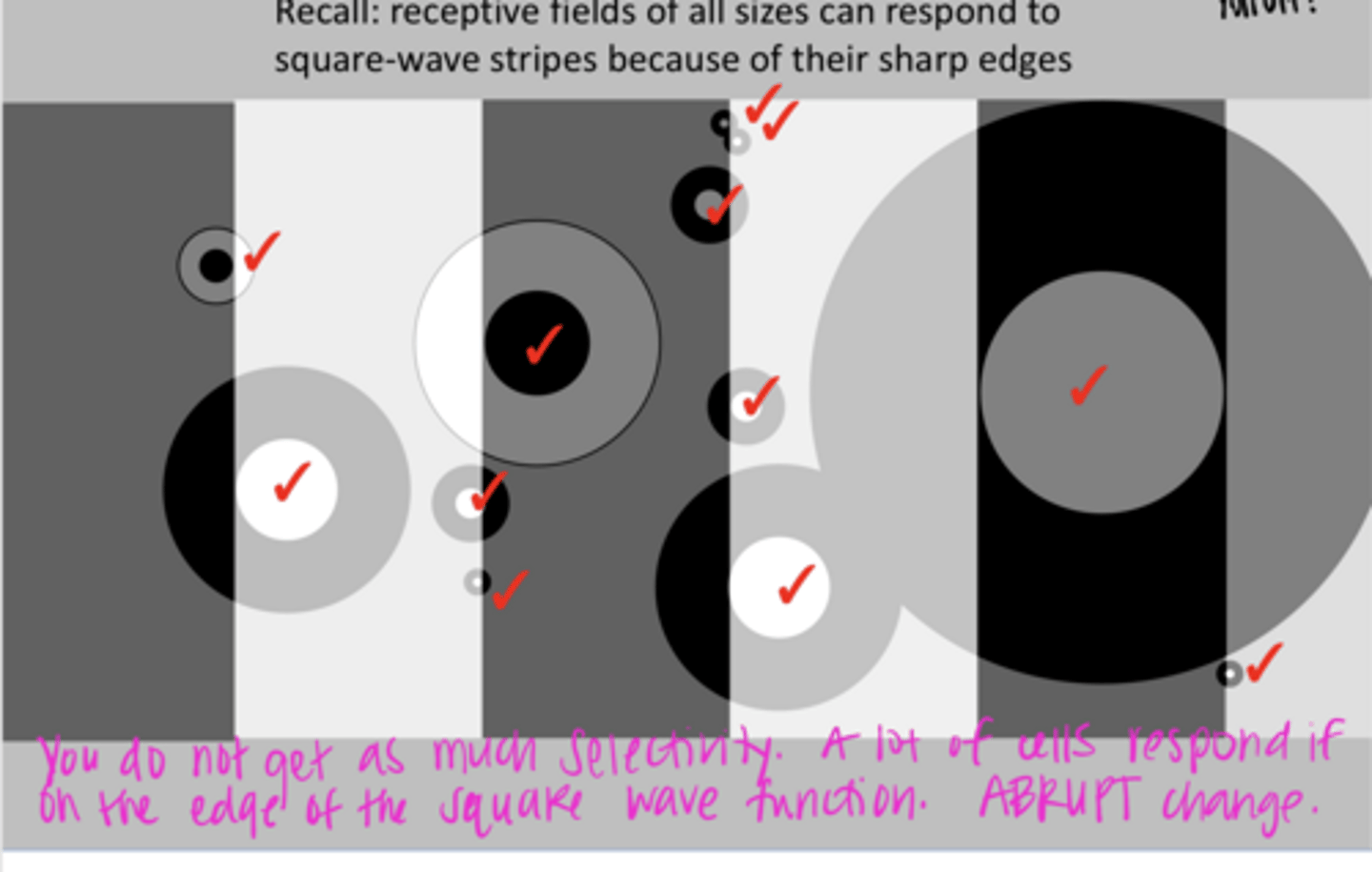 <p>What receptive fields will respond to square-wave stripes? Why?</p>