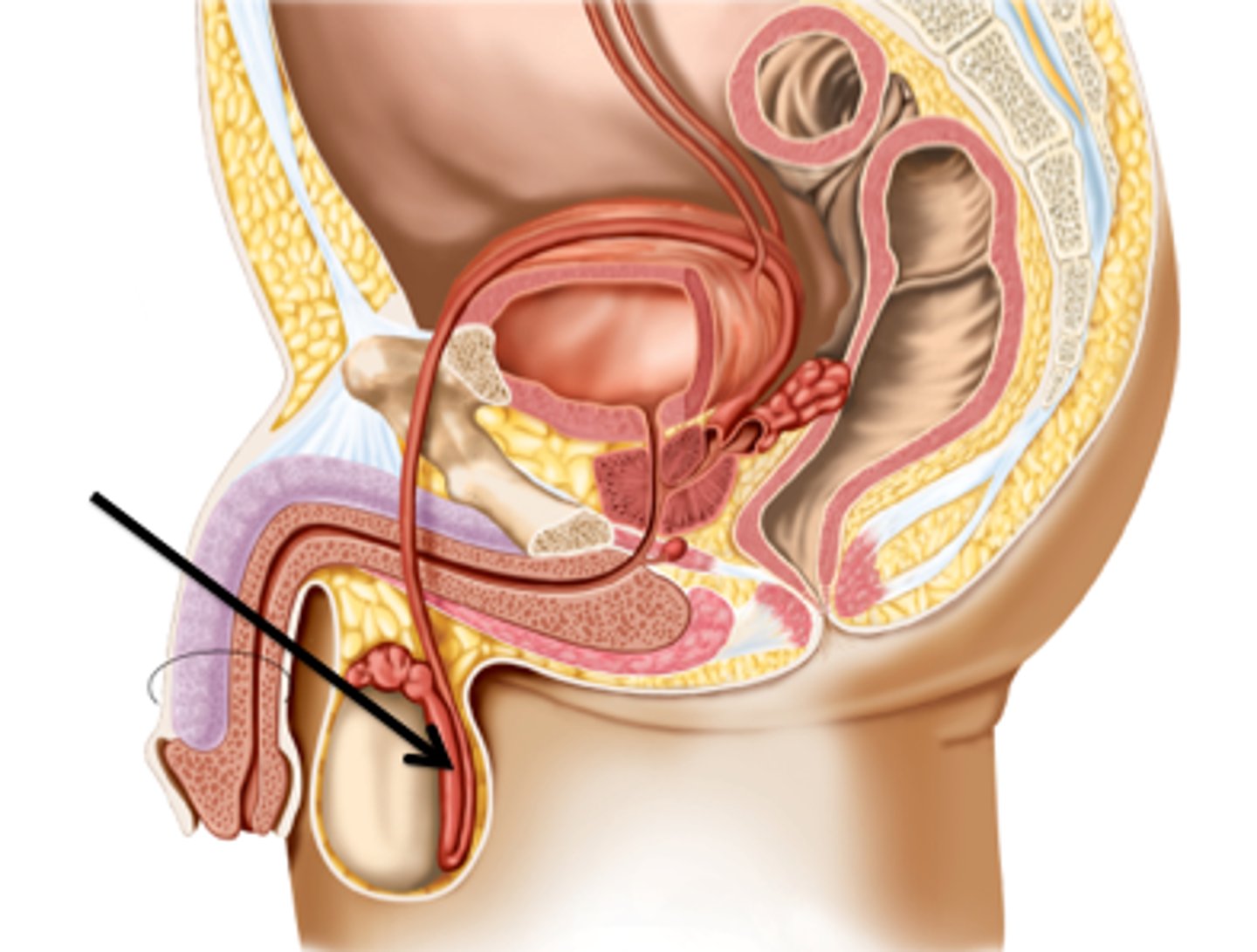 <p>epididymis</p><p>*sperm cells mature here</p>