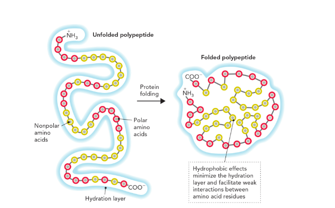 <p>major role in the proper folding of newly synthesized proteins </p>