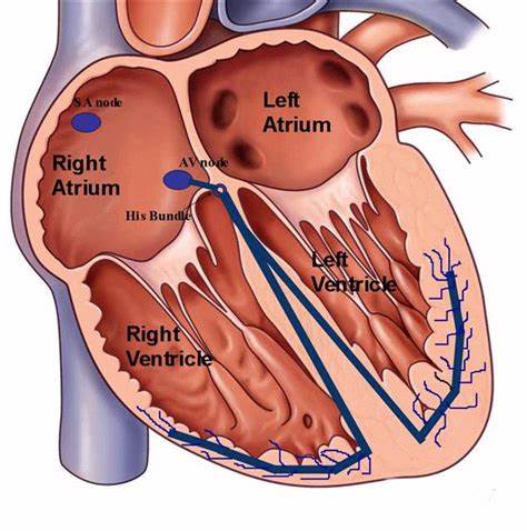 <p>define sinoatrial node (SA)</p>