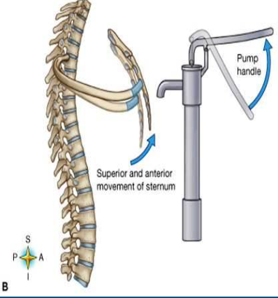 * Inspiration causes anterior and superior motion in sagittal plane (pump handle motion) 
* Increases A-P dimension of upper thorax 