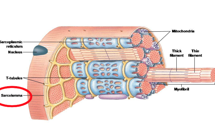 <p>In a muscle fibre, what is the sarcolemma also known for?</p>