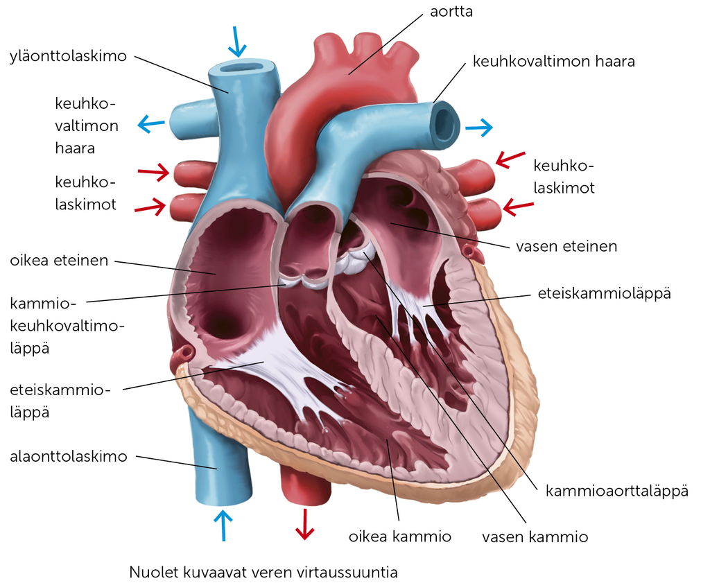 sydämen sisärakenne