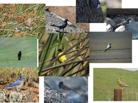 <p>perching songbirds</p>