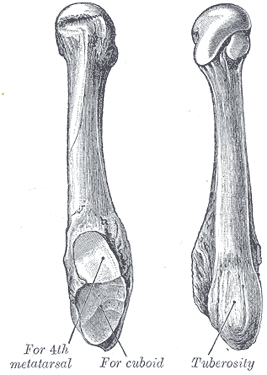 <p>Most lateral foot bone that has a protrusion that extends proximally on the lateral side. </p>