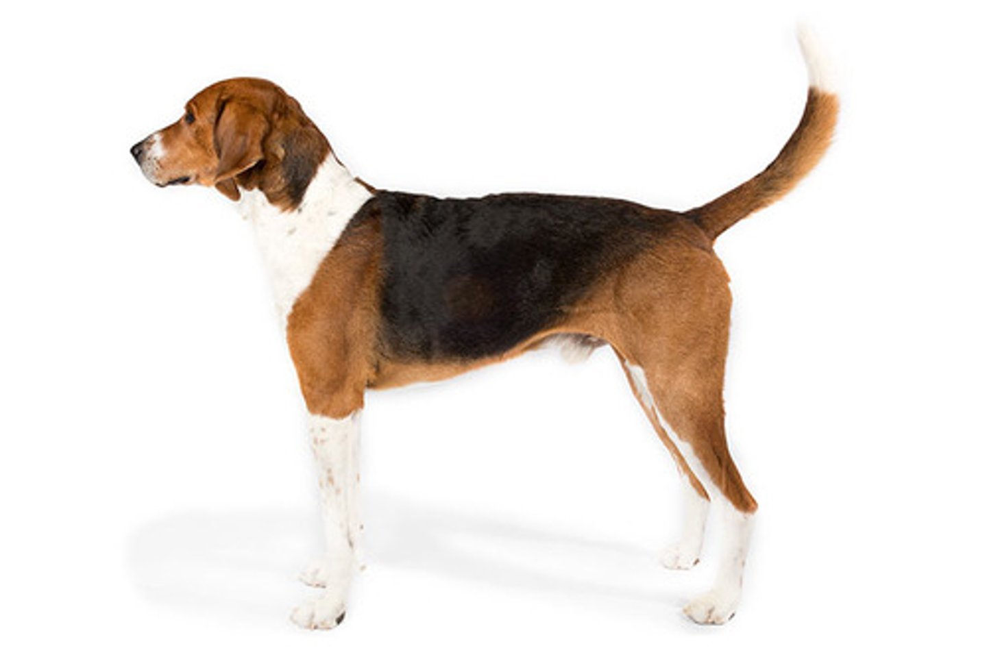 <p>AKC Breed Popularity: Ranks 189 of 194</p><p>Height: 22-25 inches (male), 21-24 inches (female)</p><p>Weight: 65-70 pounds (male), 60-65 pounds (female)</p><p>Life Expectancy: 11-13 years</p><p>Group: Hound Group</p><p>notice diff in head, higher ears</p>