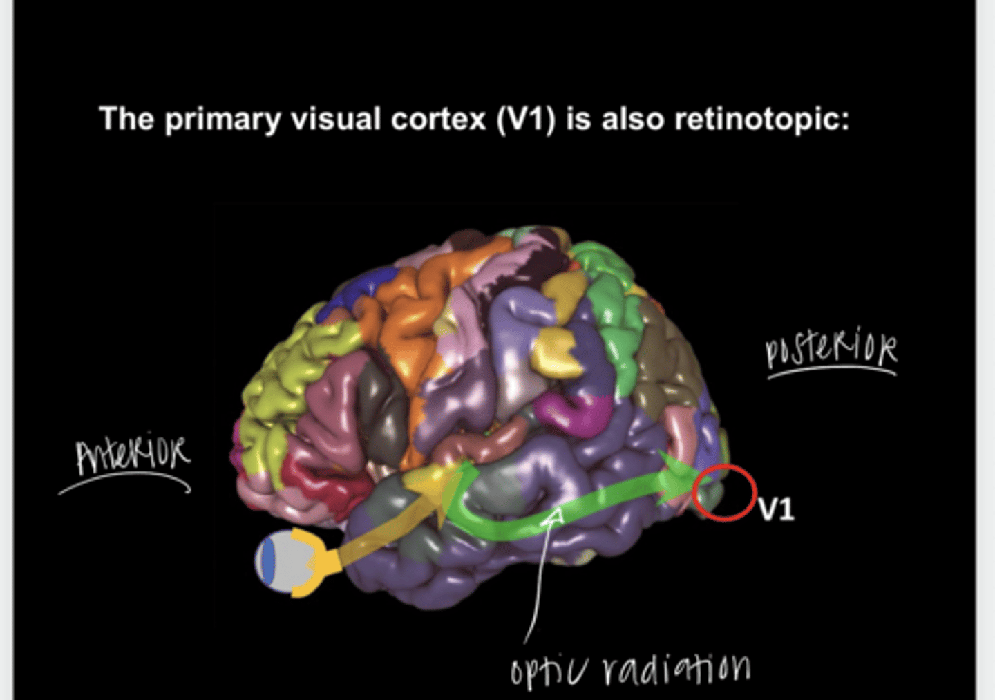<p>Is the primary visual cortex (V1) retinotopic?</p>