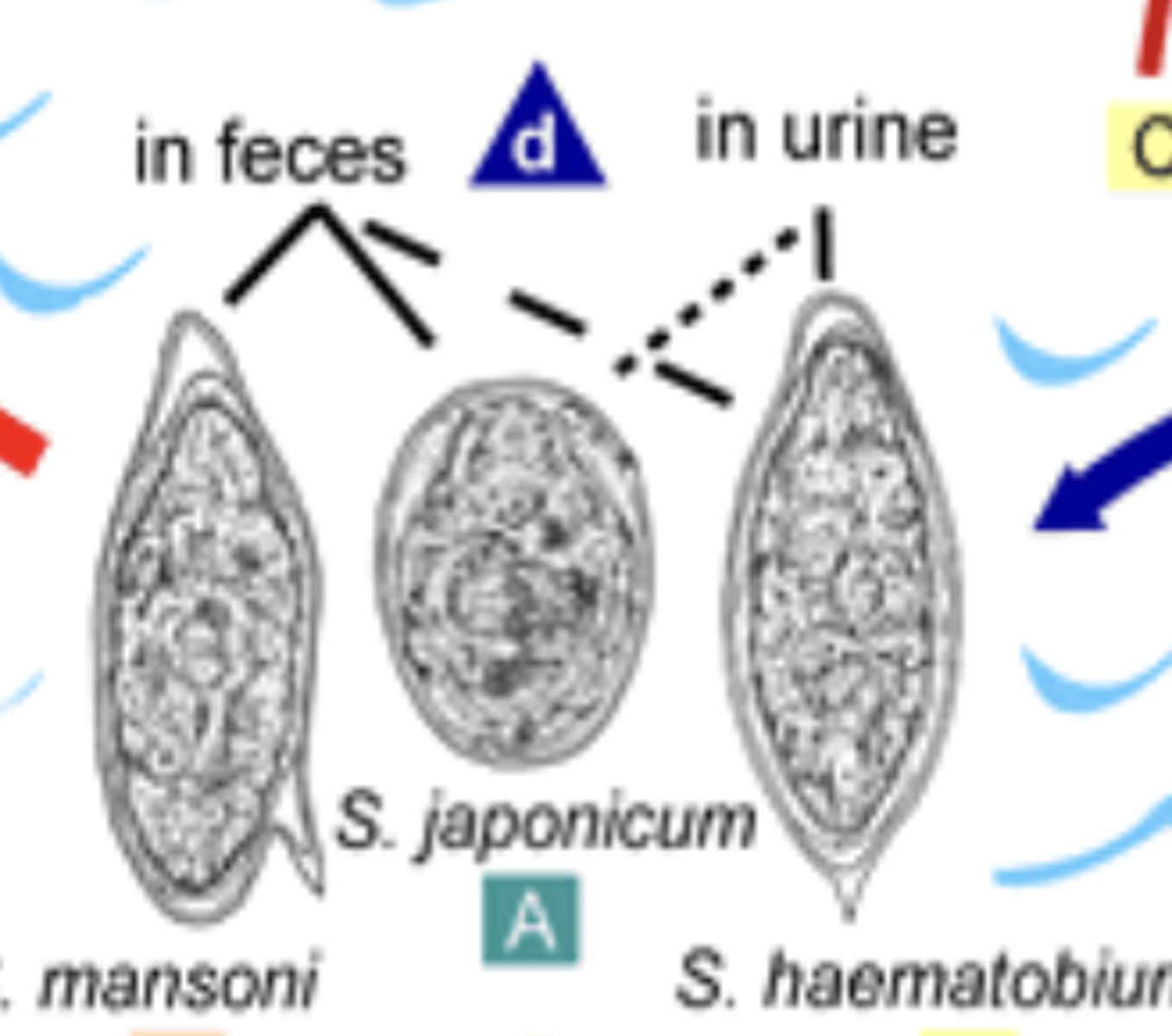 <p>Masoni has a huge spine<br>Japonicum has rudimentary lateral spine</p>
