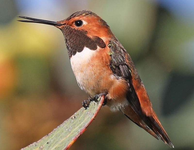 <p>Salasphorus sasin</p>