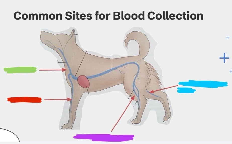 <p>What is the purple vein?</p>