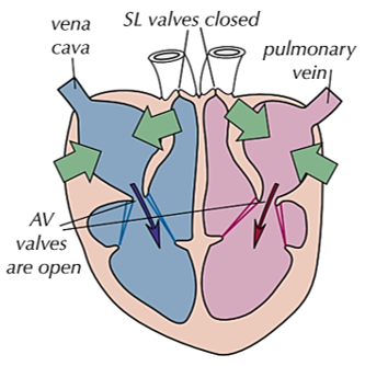 <p><u>atria </u><span style="color: red"><u>contract</u></span><u> and ventricles </u><span style="color: blue"><u>relax</u></span></p><p>-<strong>atrioventricular</strong> valves are <span style="color: blue"><strong>open</strong></span></p><p>-as the atria contract, the <strong>volume </strong><span style="color: red"><strong>decreases</strong></span> and the <strong>pressure </strong><span style="color: blue"><strong>increases</strong></span><span style="color: blue"> </span>- <span style="color: green">atrial </span>pressure is <strong>higher than </strong><span style="color: purple">ventricle </span>pressure as blood is <strong>flowing in</strong></p><p>-this <strong>forces blood into the ventricles</strong> so the <strong>pressure</strong> there <strong>increases slightly</strong> as they receive the atrial blood</p><p>-<strong>semi-lunar</strong> valves are <span style="color: red"><strong>closed</strong></span></p>