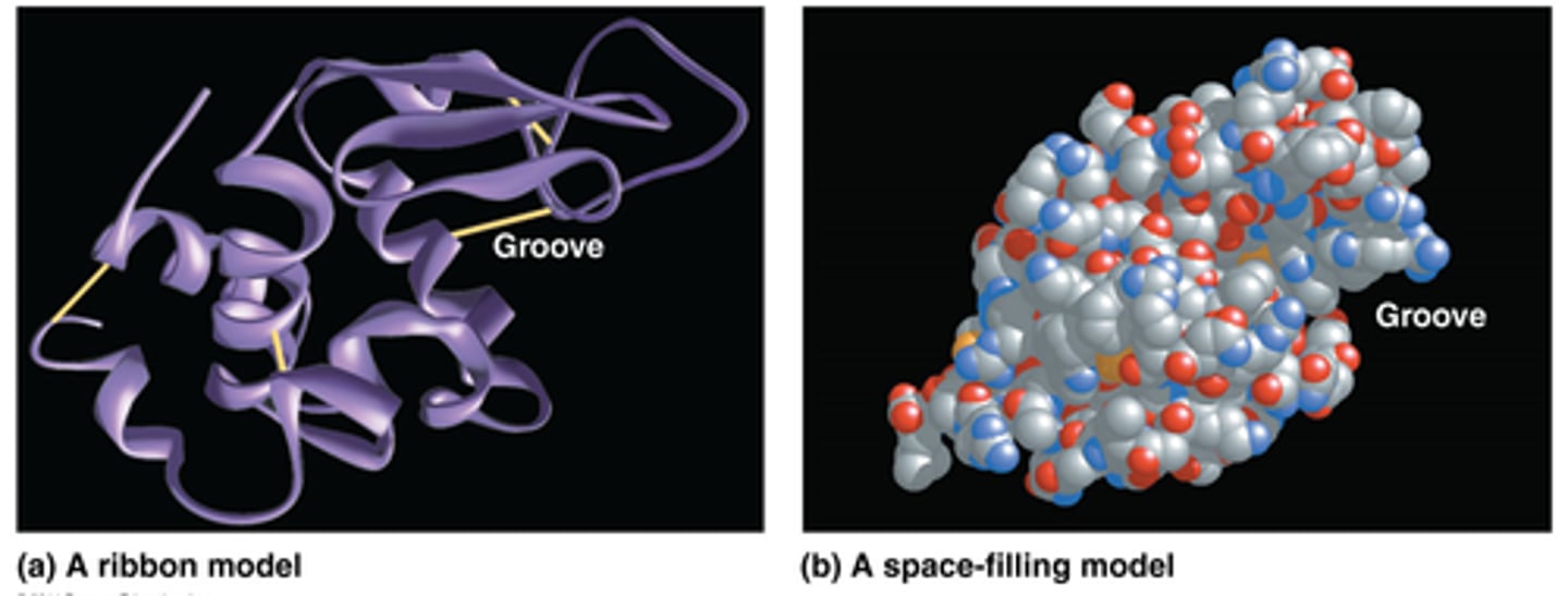 <p>- consist of 1 or more polypeptide twisted, folded, or coiled into unique shape</p><p>- diff to draw</p><p>Ribbon - show folds; Space-filling - shows shape</p>