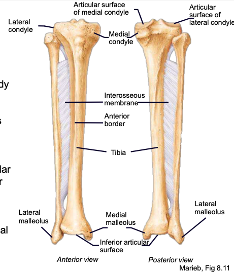 <p><span style="font-family: ArialMT">articulation points of the tibia and femoral condyles</span></p>