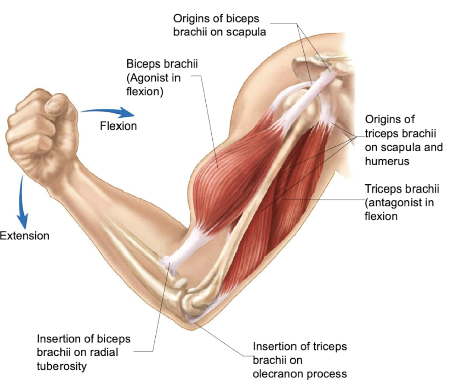<p><span style="background-color: transparent;"><span>[</span><u><span>Agonist</span></u><span>: muscle that, when contracted, will cause an action </span></span></p><p><span style="background-color: transparent;"><span>[</span><u><span>Antagonist</span></u><span>: a muscle working in opposition to agonist </span></span></p><p><span style="background-color: transparent; color: rgb(80, 150, 255);"><span>⇒ both will vary based on movement: </span></span></p><ul><li><p><span style="background-color: transparent; color: rgb(80, 150, 255);"><span> Bicep contracting ⇒ cause flexion @ elbow ⇒ agonist </span></span></p><ul><li><p><span style="background-color: transparent; color: rgb(80, 150, 255);"><span>⤷ triceps = antagonist </span></span></p></li></ul></li><li><p><span style="background-color: transparent; color: rgb(80, 150, 255);"><span>Elbow going from flexion ⇒ extension </span></span></p><ul><li><p><span style="background-color: transparent; color: rgb(80, 150, 255);"><span>⤷ bicep = antagonist </span></span></p></li><li><p><span style="background-color: transparent; color: rgb(80, 150, 255);"><span>⤷ tricep = agonist</span></span></p></li></ul></li></ul><p></p>