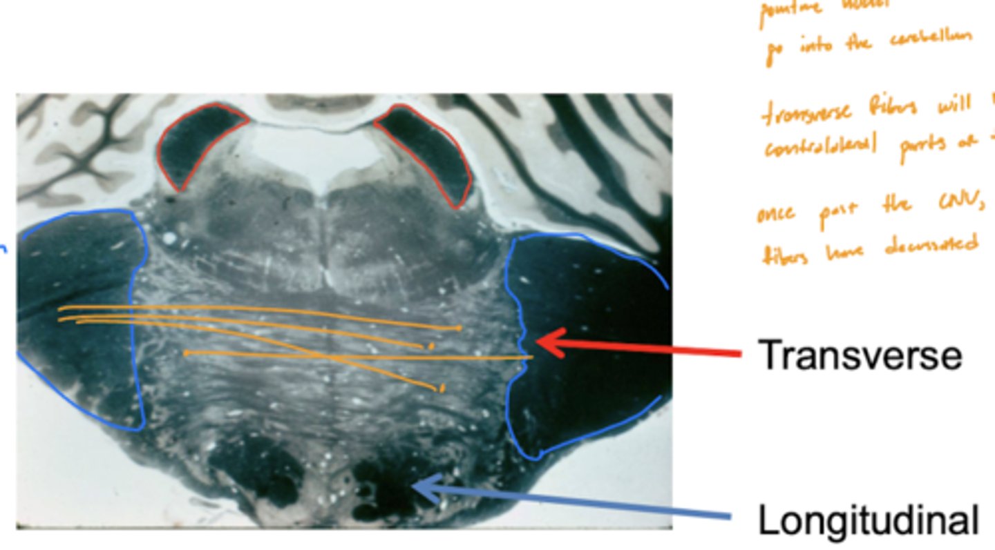 <p>longitudinal (descending) fibers</p><p>1. corticobulbar</p><p>2. corticospinal</p>