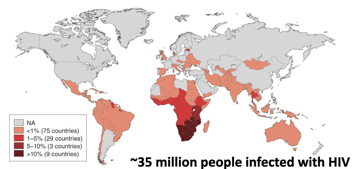 <p>Unsurprisingly, virology and medicine are closely involved.</p><ul><li><p>Virology continues to be involved in examination of <strong><em>new and emerging global diseases (e.g., HIV)</em></strong></p></li><li><p>~35 million people infected with HIV</p></li></ul><p></p>