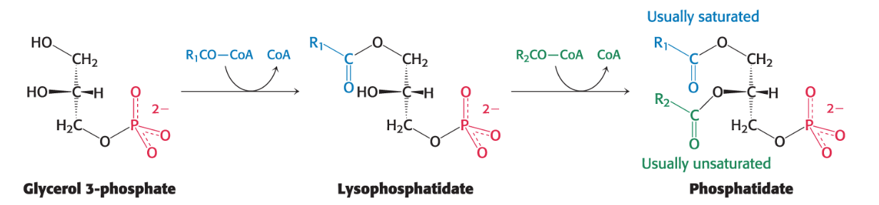 <p>The pathway for phosphatidate biosynthesis begins with <strong><em>glycerol 3-phosphate</em>.</strong></p><ul><li><p>Glycerol 3-phosphate is primarily formed by the <strong>reduction of <em>dihydroxyacetone phosphate (DHAP)</em></strong>, an intermediate synthesized by the <em>gluconeogenic pathway</em>.</p></li></ul><p><strong>*To a lesser extent, it can also be formed by the phosphorylation of glycerol.</strong></p><ol><li><p>In most cases, glycerol 3-phosphate is first <em>acylated</em> by a <em>saturated acyl CoA</em> <strong>l<em>ysophosphatidate (only 1 FA)</em></strong>.</p></li><li><p>Lysophosphatidate is then acylated by an <em>unsaturated acyl CoA</em> to yield <strong>phosphatidate (2 FA)</strong>.</p></li></ol><ul><li><p>Alternatively, phosphatidate can be formed by the addition of two fatty acids to glycerol 3-phosphate directly via <strong><em>acyltransferases</em></strong>.</p></li></ul><p></p>