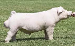 <p>what breed am I </p>