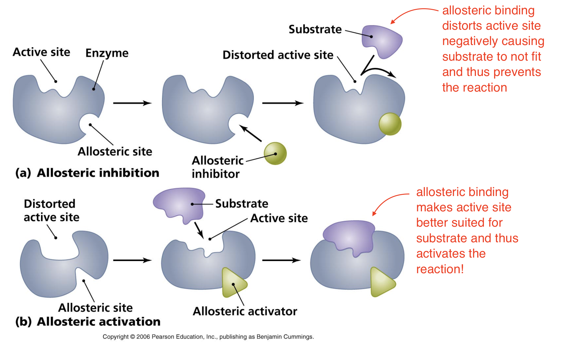 <p>Inhibition —&gt; allosteric binding distorts active site negatively causing substrate to not fit and thus prevents the reaction</p><p>Activation —&gt; allosteric binding makes active site better suited for substrate and thus activates the reaction!</p>